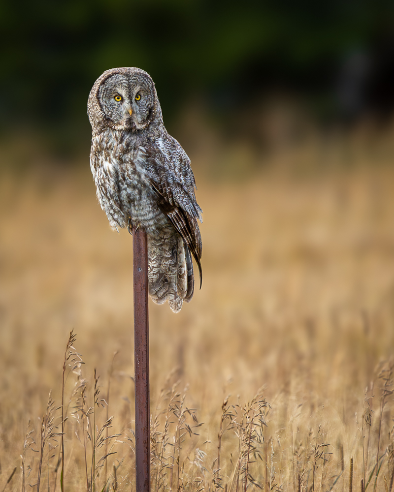 A great gray owl perched on a pole in front of a field of golden grass
