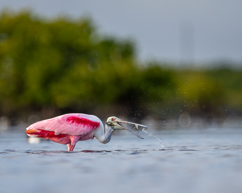 An action shot of a roseate spoonbill tossing a small fish into its mouth