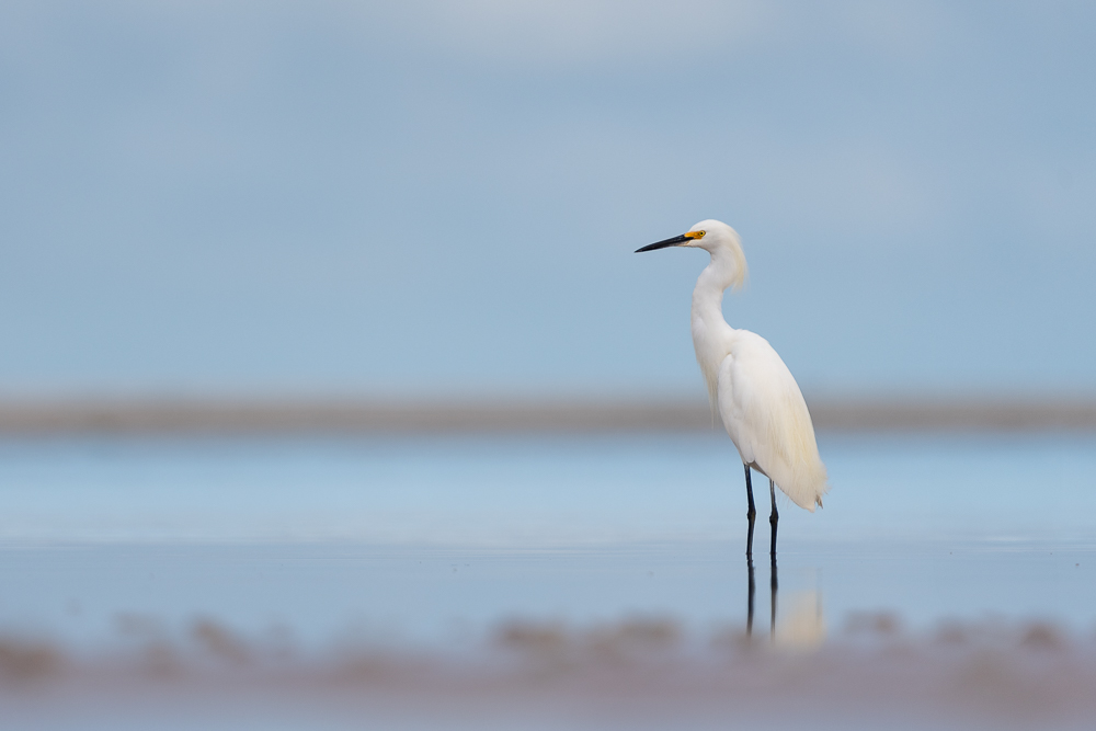 A snowy egret stands in a shallow tide pool on the beach