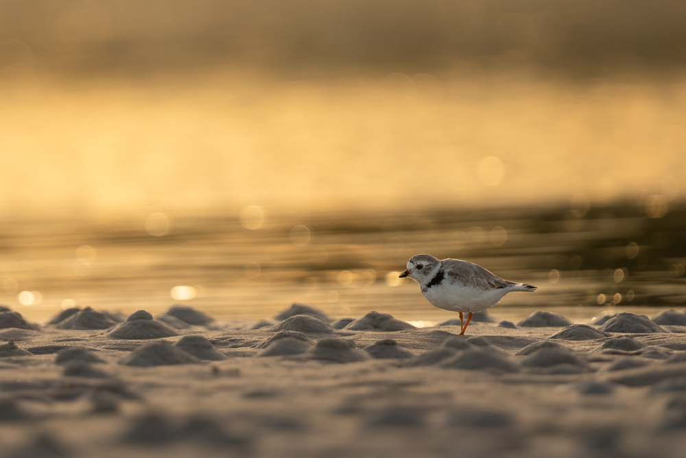 A piping plover standing on the beach with the early morning sun reflecting off the water behind it