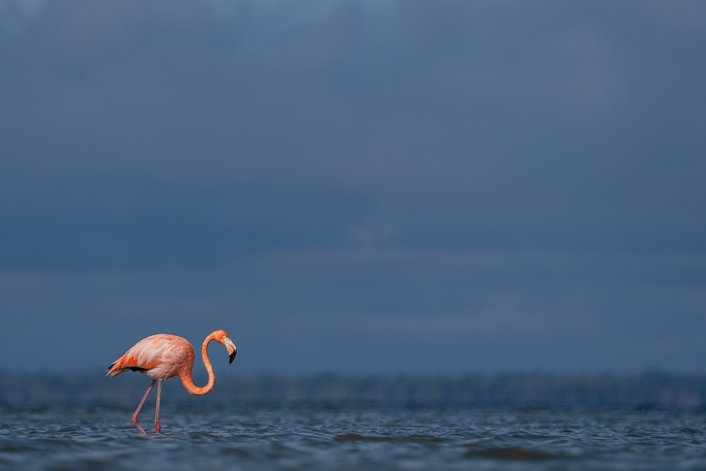 An American flamingo stands in shallow water