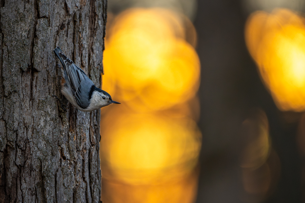 A white-breasted nuthatch perched vertically on a tree trunk with bokeh from the sunrise behind it