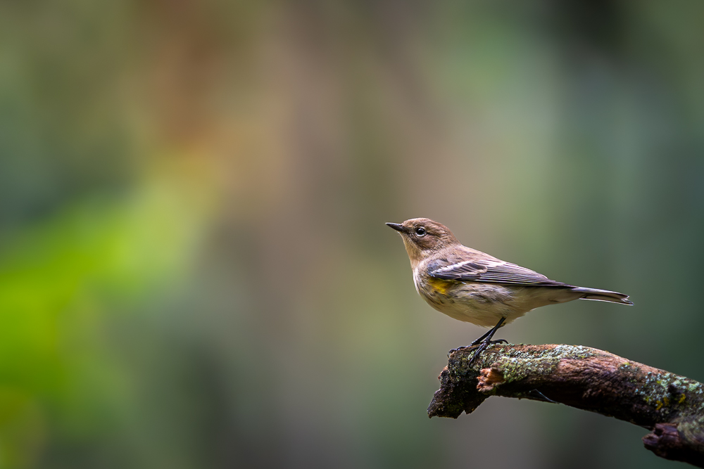 A yellow-rumped warbler perched on a broken branch with swirly bokeh behind it