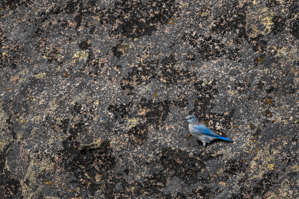 A mountain bluebird perched on the side of a large, mossy boulder