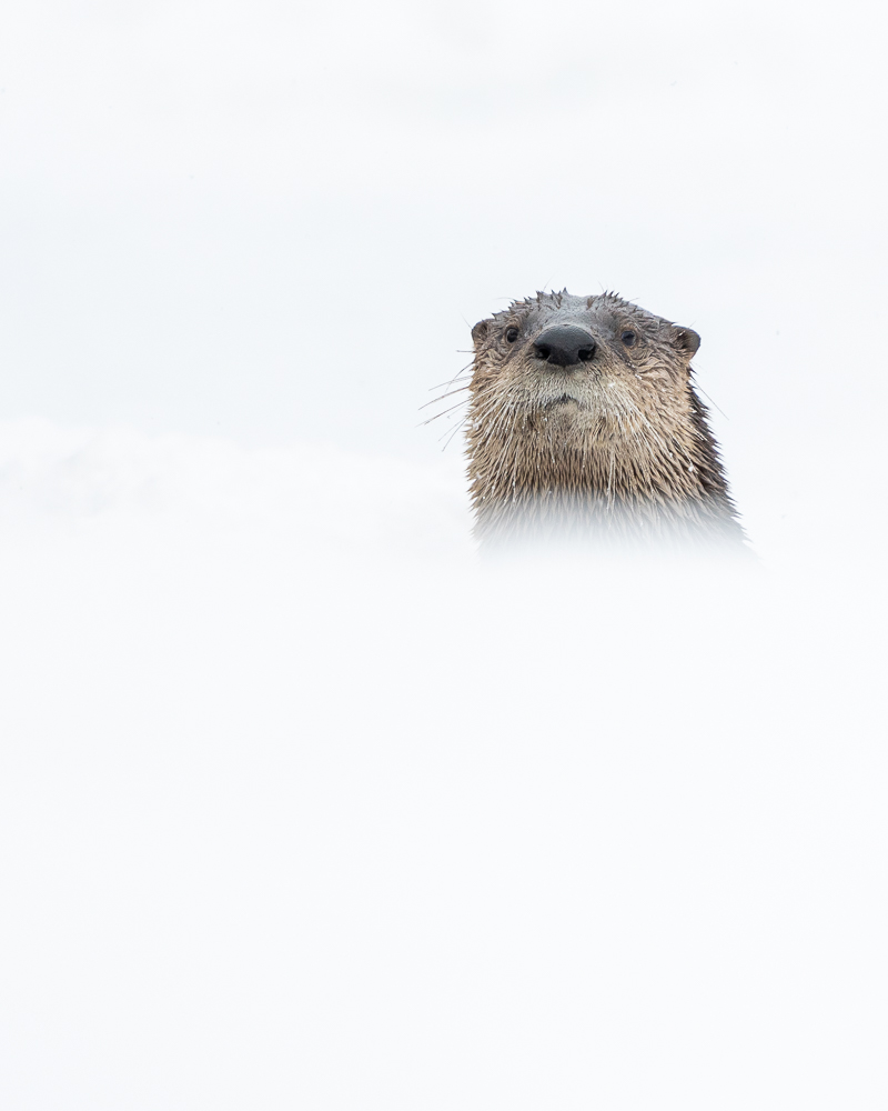 A North American river otter pokes its head above a snowbank