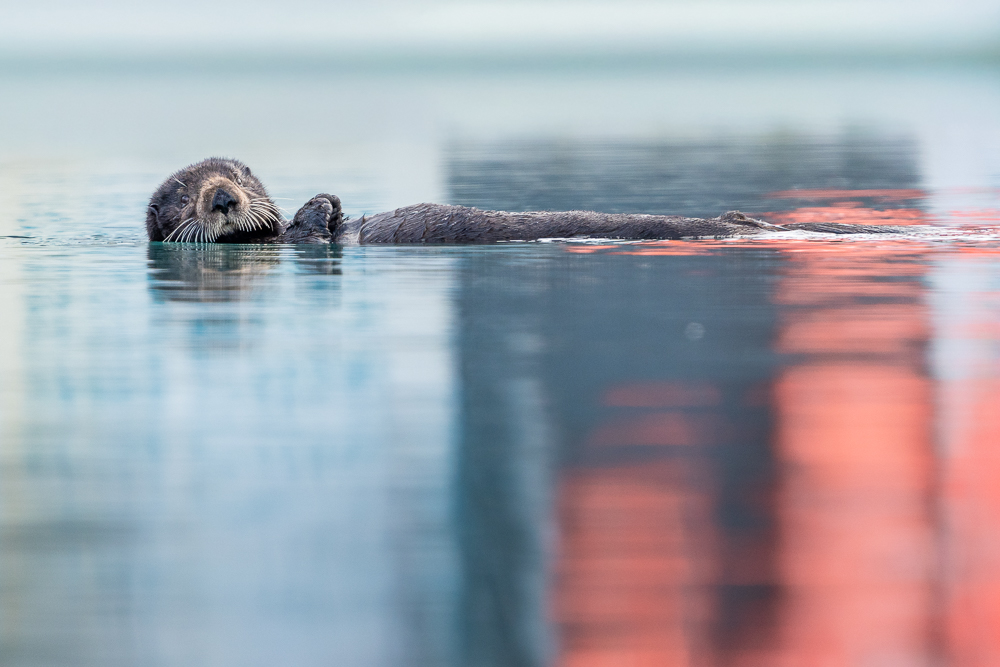 A sea otter floats in the water in Homer, Alaska