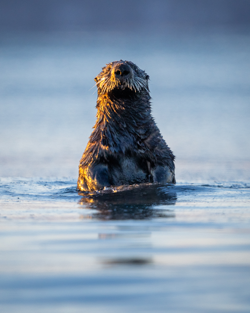 A sea otter pops out of the water in Homer, Alaska