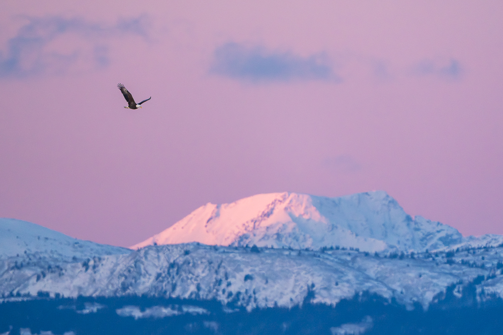 A bald eagle soars at sunrise in Homer, Alaska