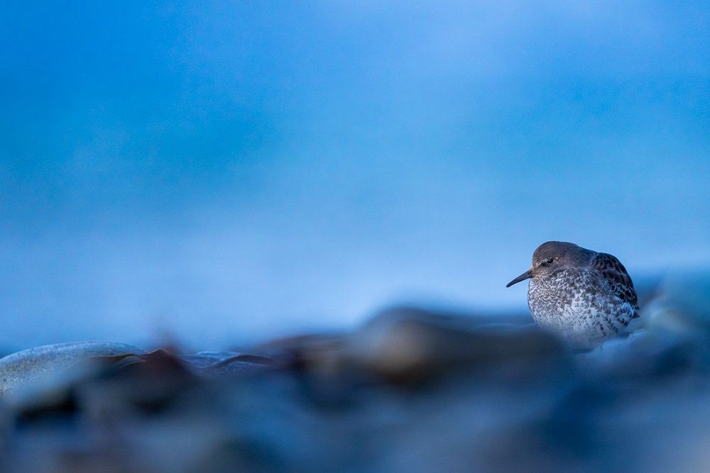 A rock sandpiper on the shores of Homer, Alaska