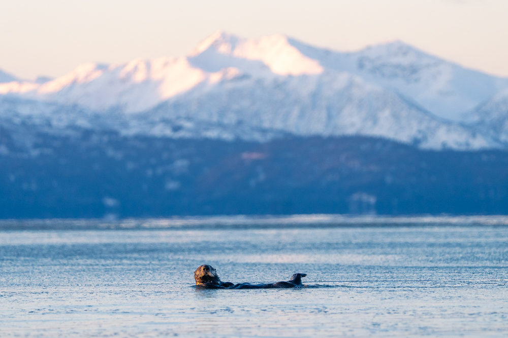 A sea otter floats in the water in Homer, Alaska