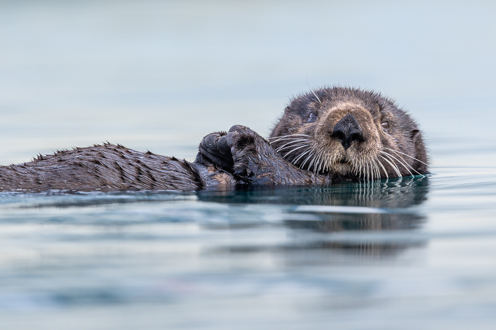 A sea otter floats in the water in Homer, Alaska