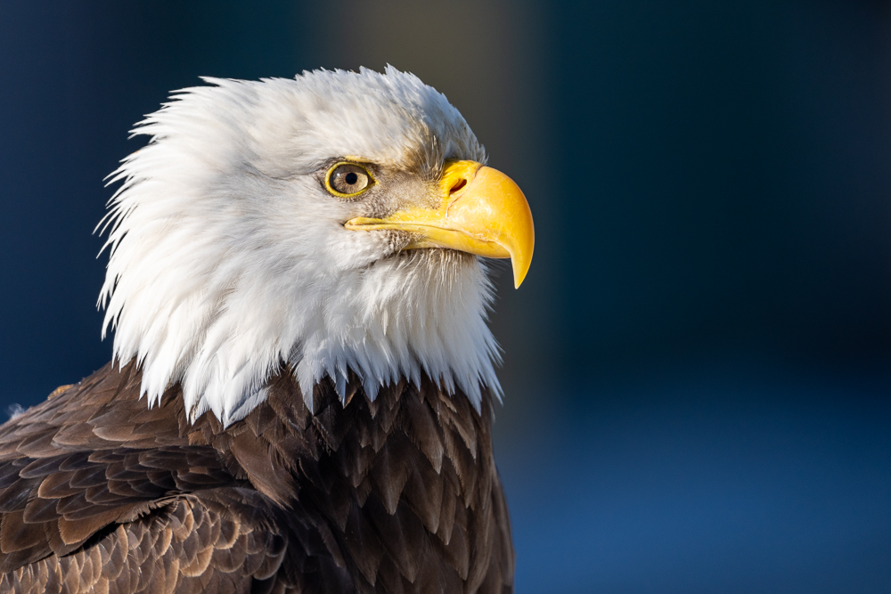 Close-up portrait of a bald eagle in Homer, Alaska
