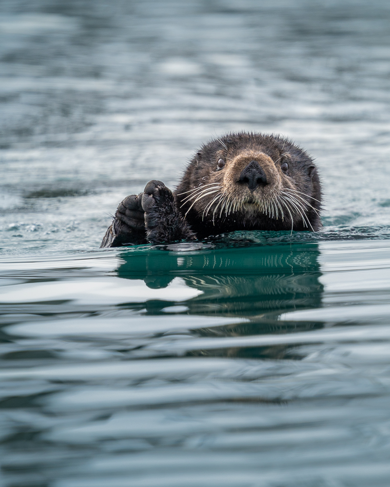A sea otter floats in the water in Homer, Alaska