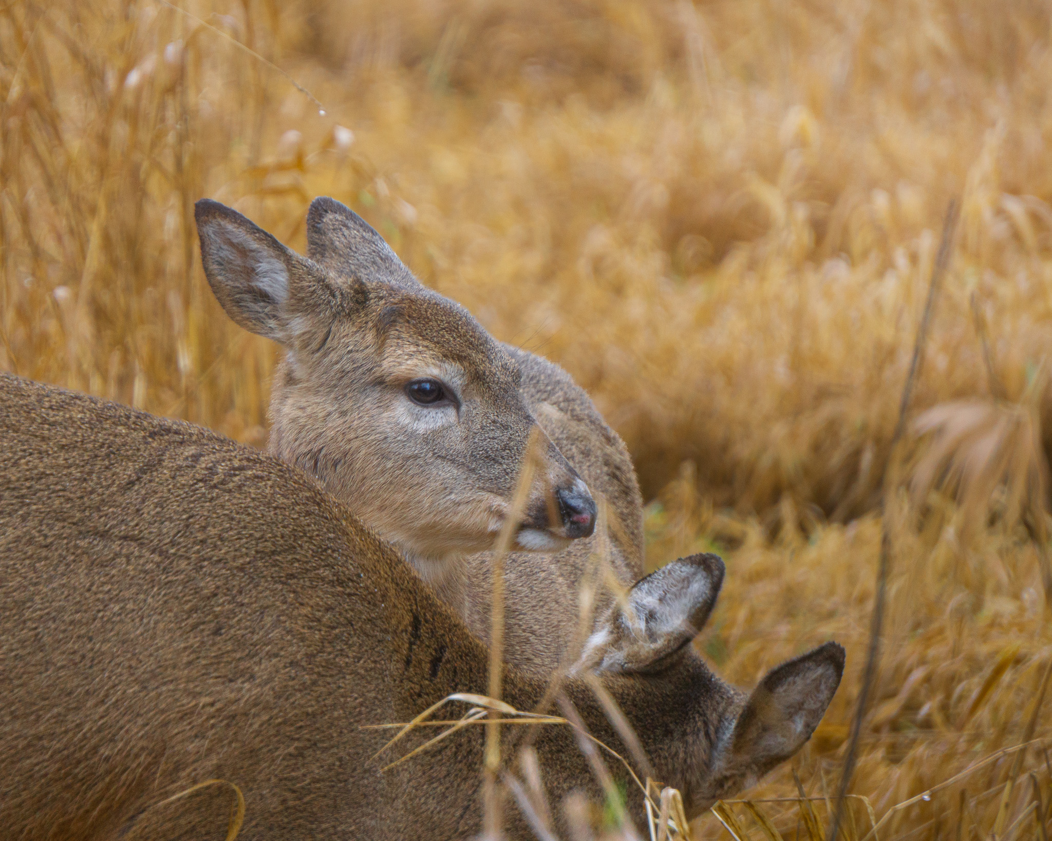 image of stunning wildlife in nature (for a travel agency)