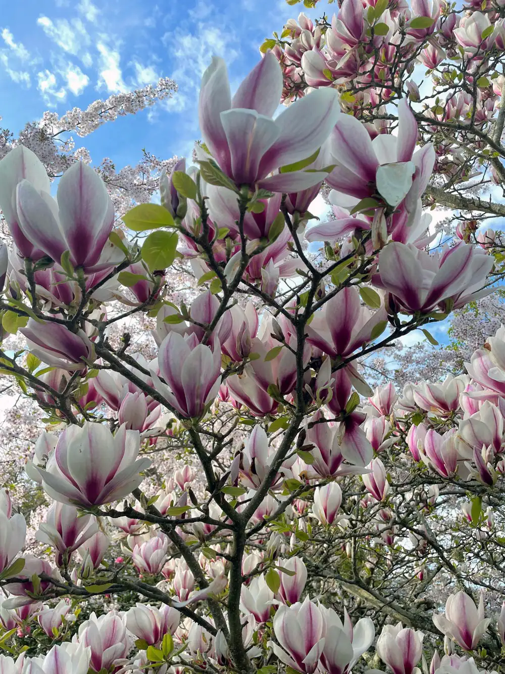 Close up of beautiful tree at Glenfalloch Gardens in Dunedin