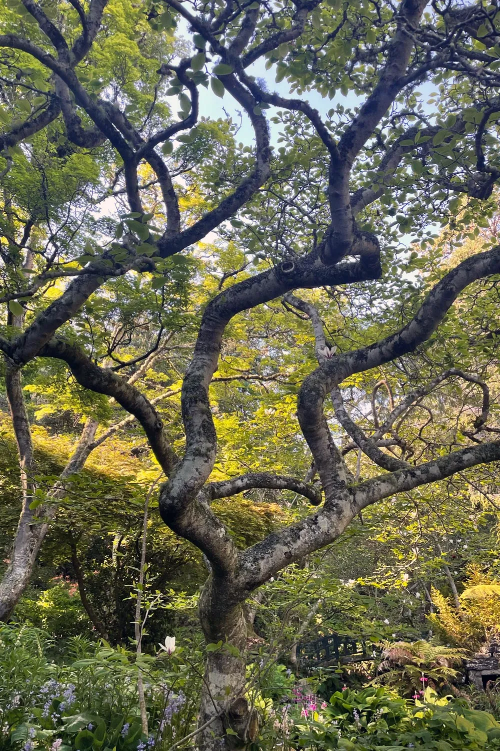 Close up of beautiful tree at Glenfalloch Gardens in Dunedin