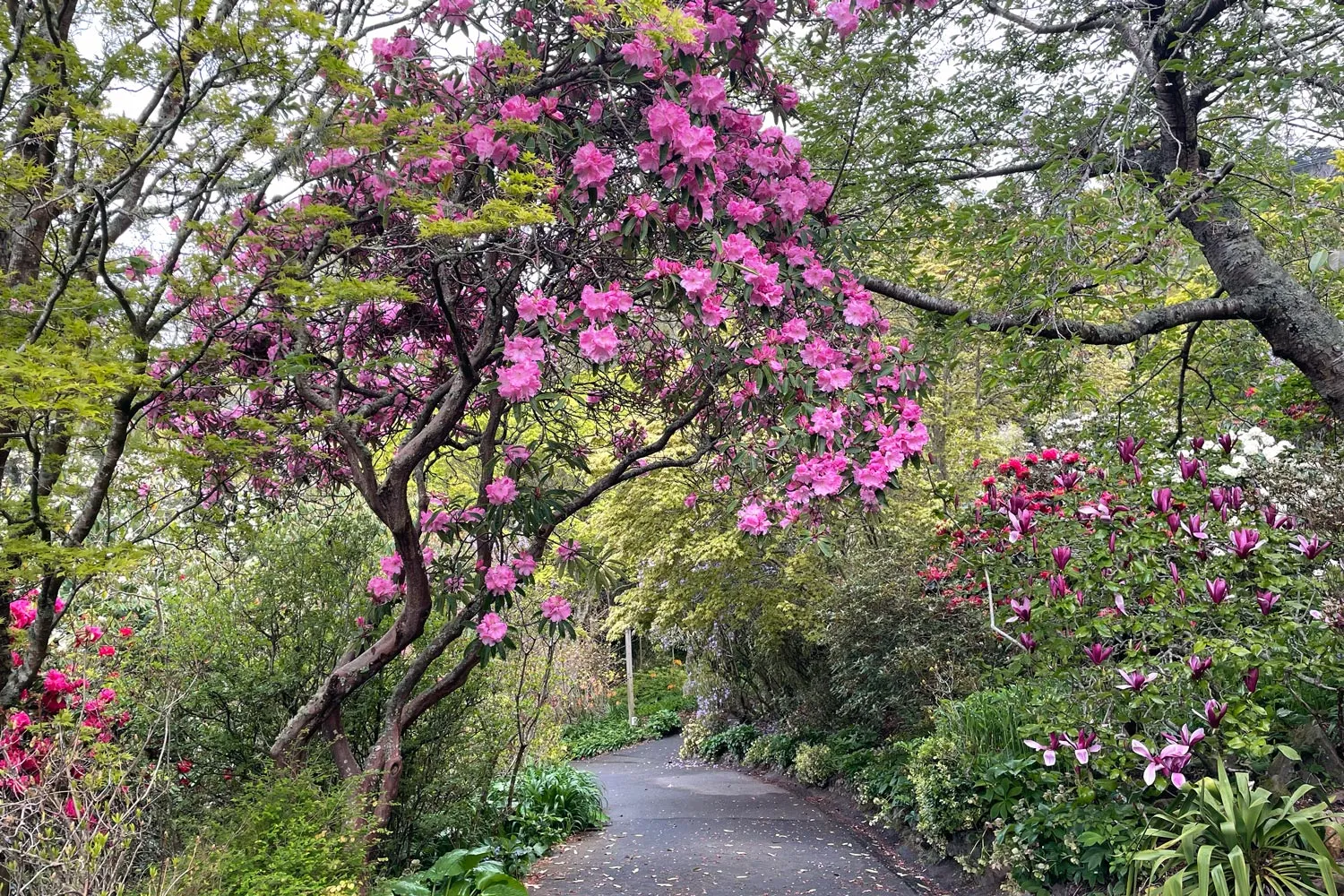Blossoming trees and path at Glenfalloch Gardens in Dunedin