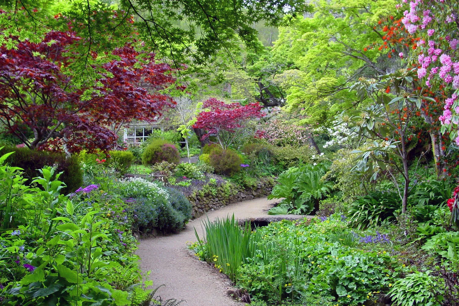 Blossoming flowers and path at Glenfalloch Gardens in Dunedin