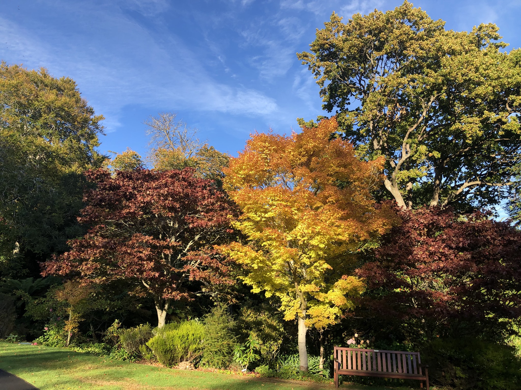 Autumn trees with vibrant red, orange, and yellow leaves under a clear blue sky beside a wooden park bench on green grass.