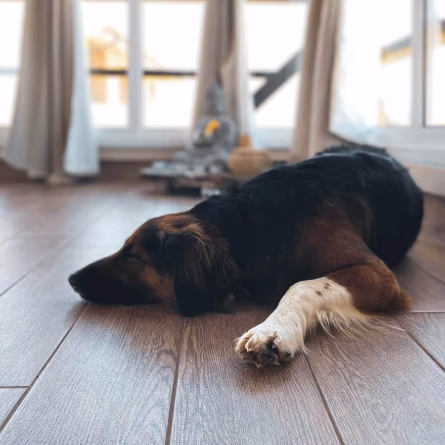 Black and brown dog with white paw lying on wooden floor near large windows with curtains.