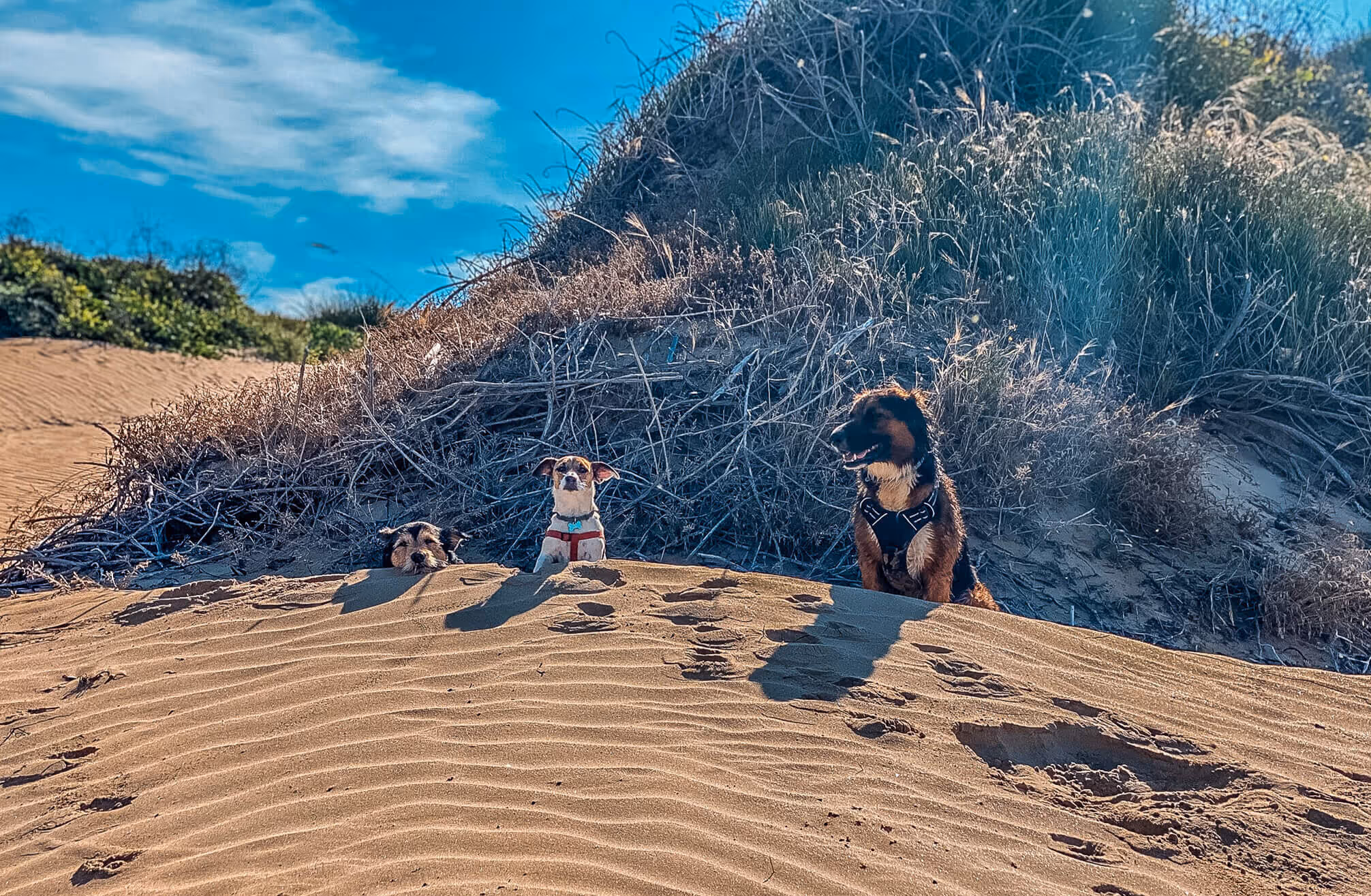 Three dogs sitting partially hidden behind a sand dune with dry vegetation and a blue sky in the background.