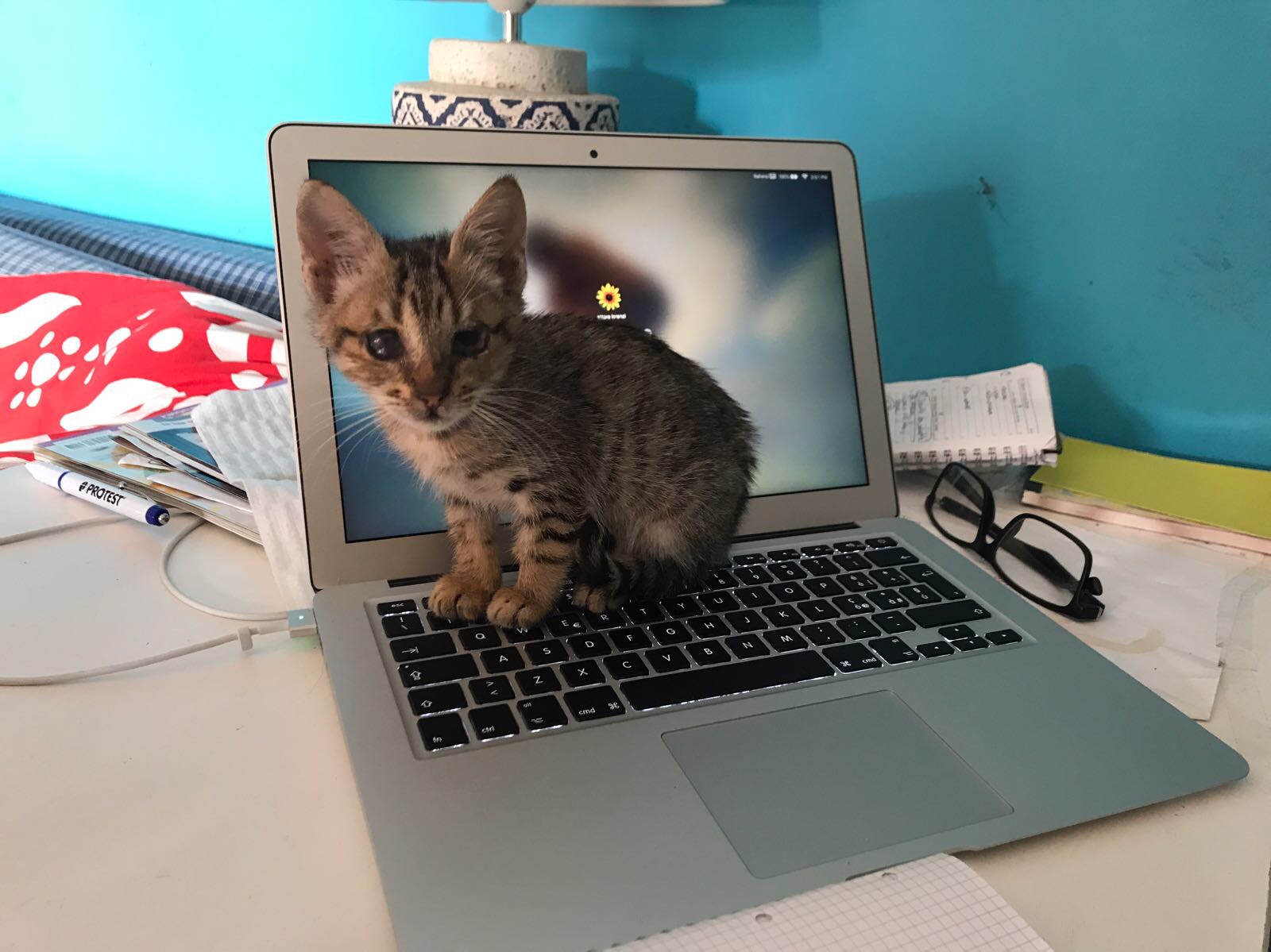 Kitten sitting on laptop in a cozy, relaxed space at Floripa Surf and Yoga Retreat in Sicily, showing the homey and pet-friendly vibe