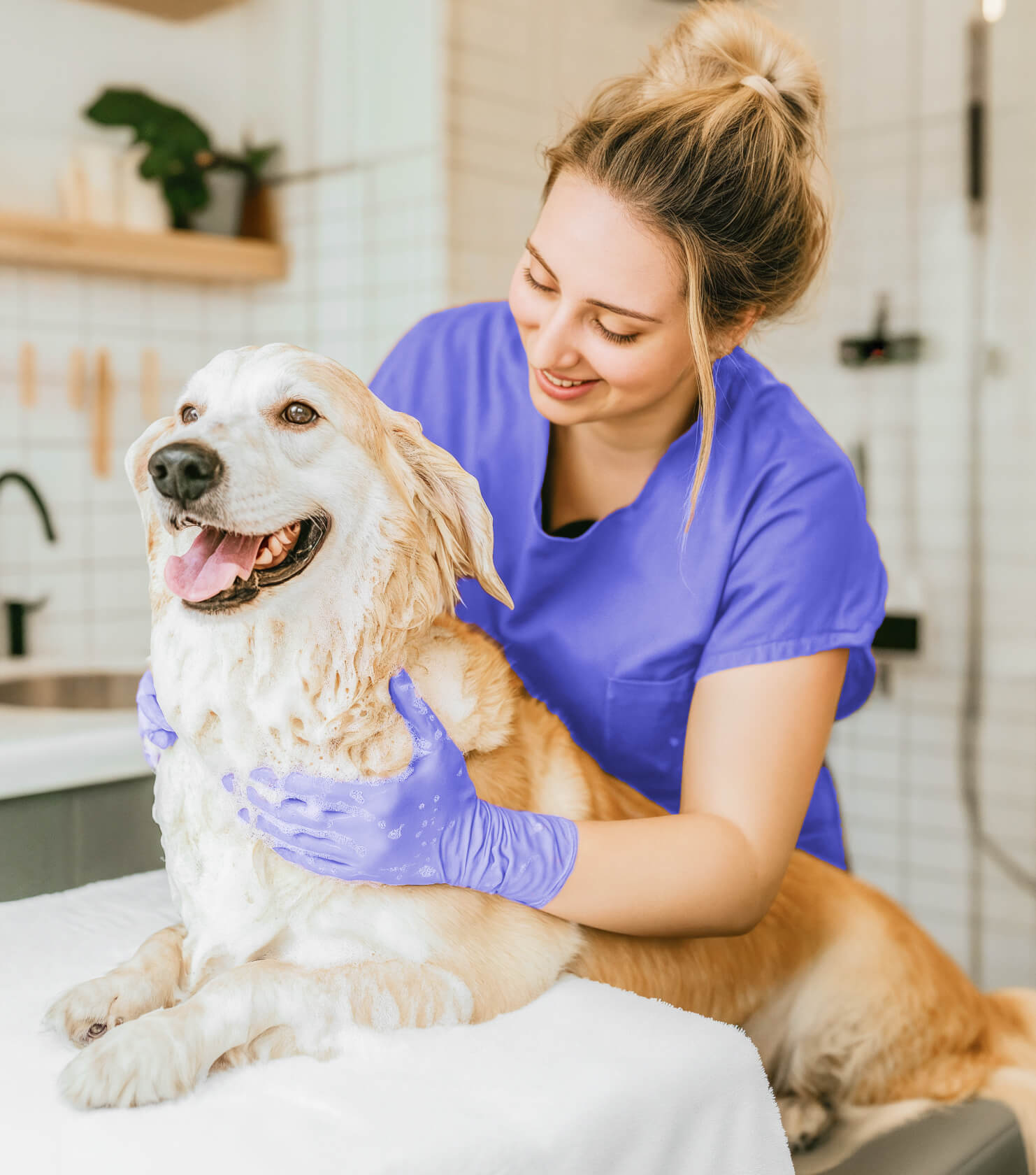 Pet Grooming Services Pawcare Webflow Template | Brix Templates