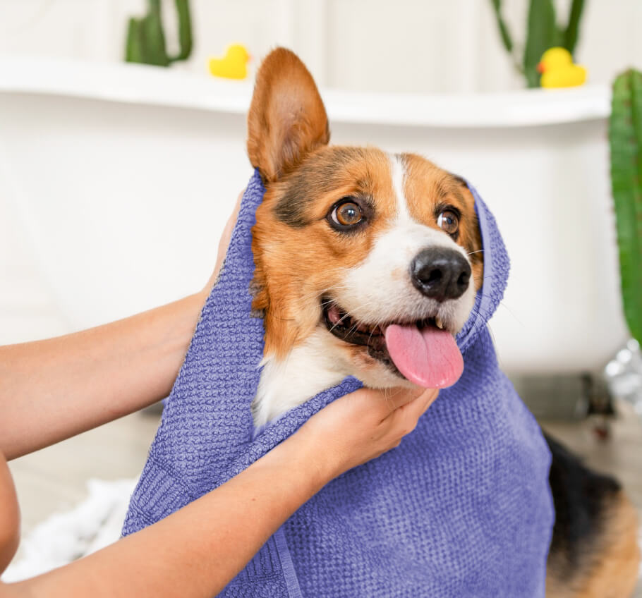 Our Services 4 Pawcare Webflow Template | Brix Templates