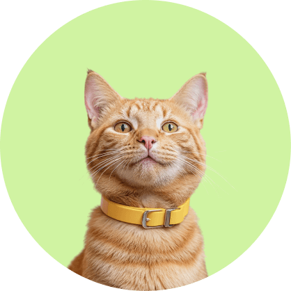 Pampering And Care 2 Pawcare Webflow Template | Brix Template