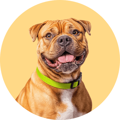 Pampering And Care 3 Pawcare Webflow Template | Brix Template