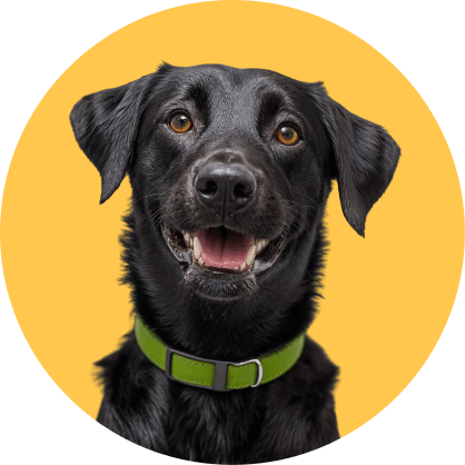 Pampering And Care 1 Pawcare Webflow Template | Brix Template