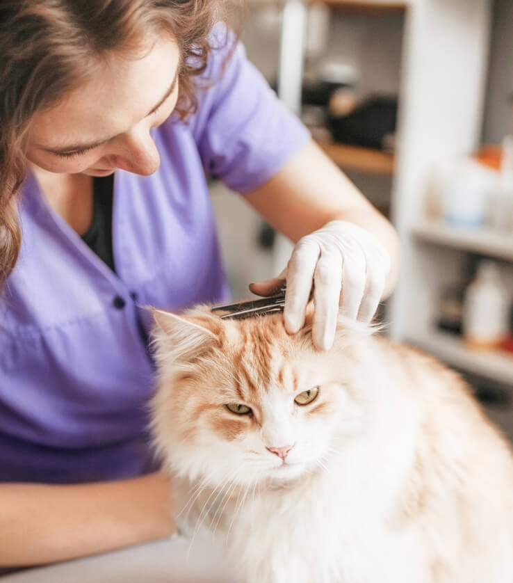 Grooming Salon 3 Pawcare Webflow Template | BRIX Template
