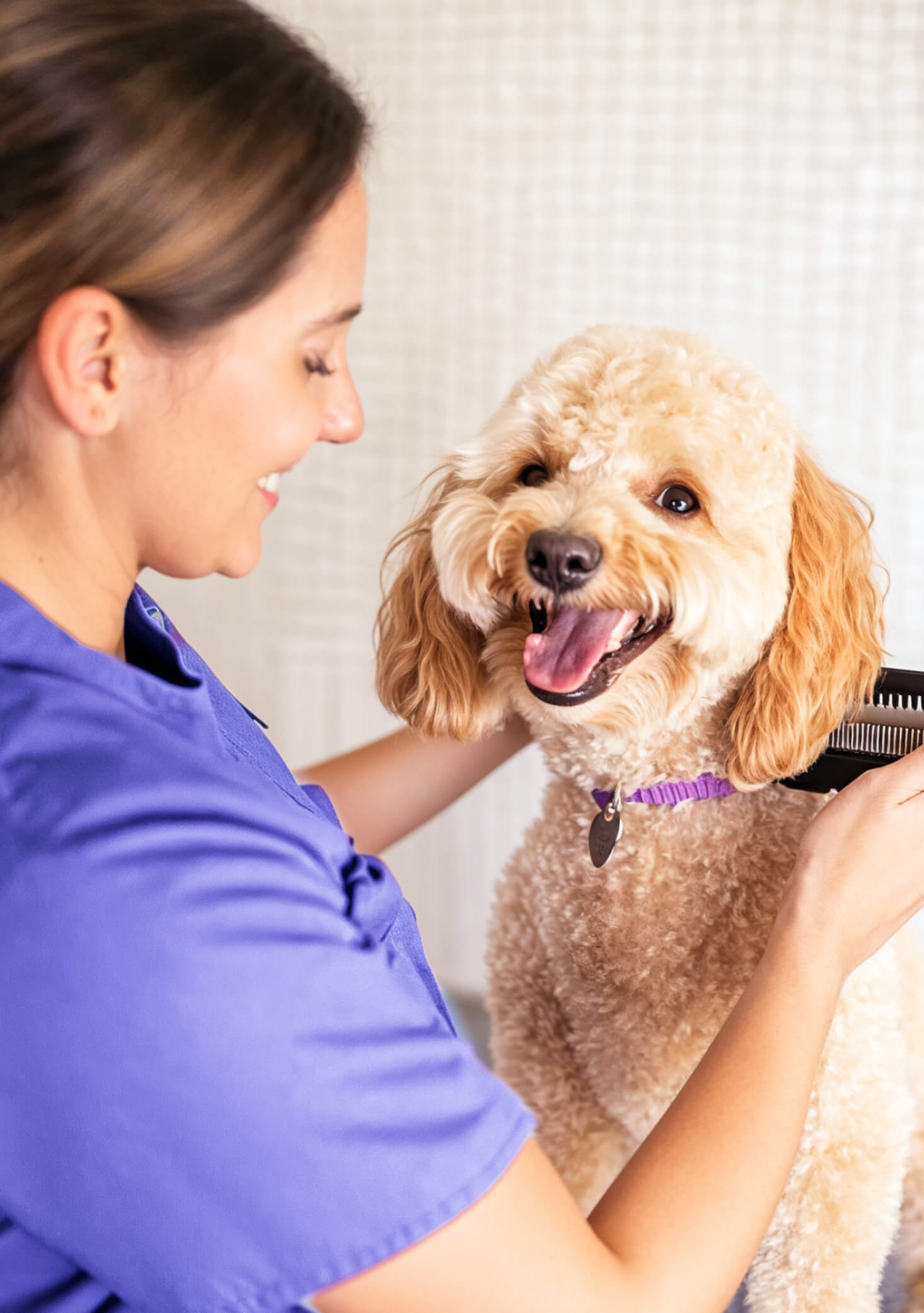 Get An Appointment Pawcare Webflow Template | Brix Templates