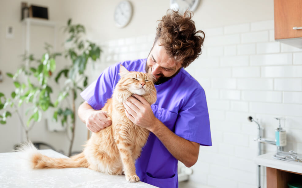 Vet Holding Cat Pawcare Webflow Template | Brix Template