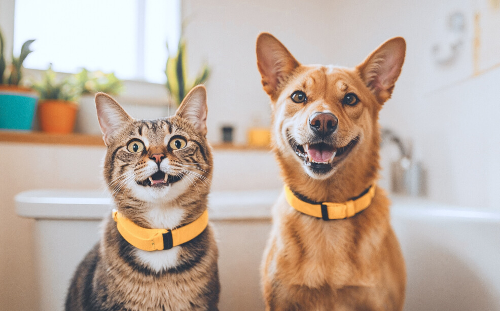 Cat And Dog Together Pawcare Webflow Template | Brix Template