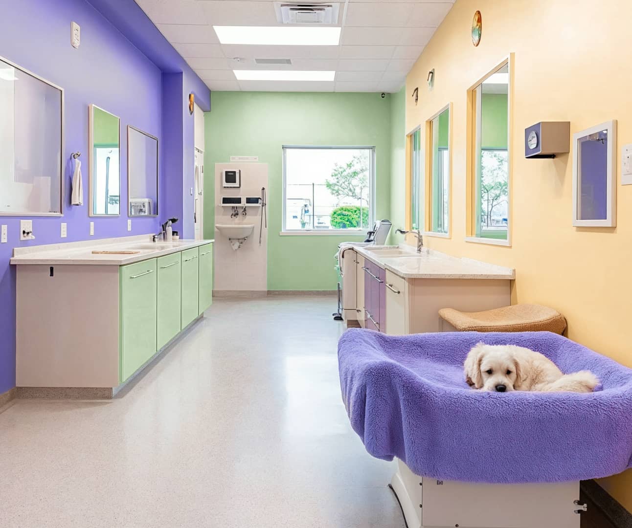 San Francisco Card Pawcare Webflow Template | BRIX Template







