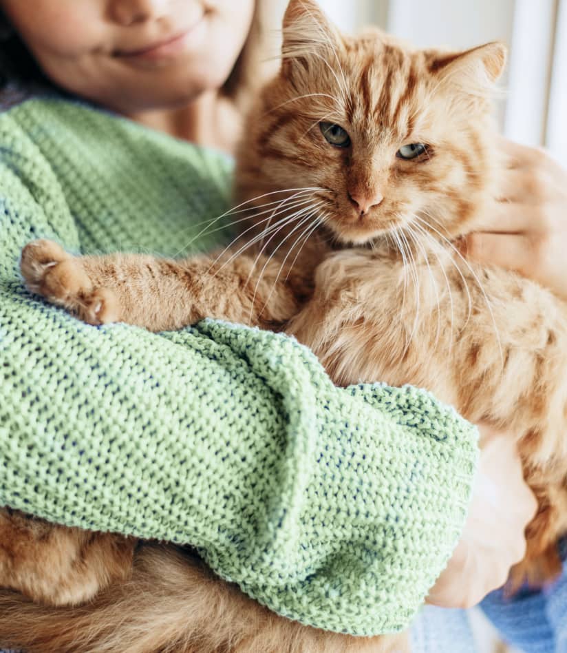 Cta V2 Gallery 02 Pawcare Webflow Template | BRIX Template







