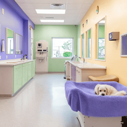 San Francisco Footer Pawcare Webflow Template | Brix Template
