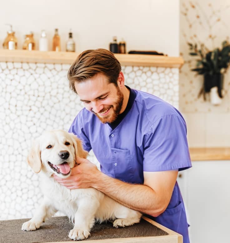 Stunning Style Gallery 01 Pawcare Webflow Template | BRIX Template







