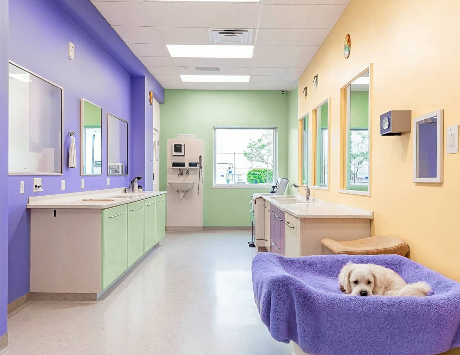 San Francisco Pawcare Webflow Template | BRIX Template
