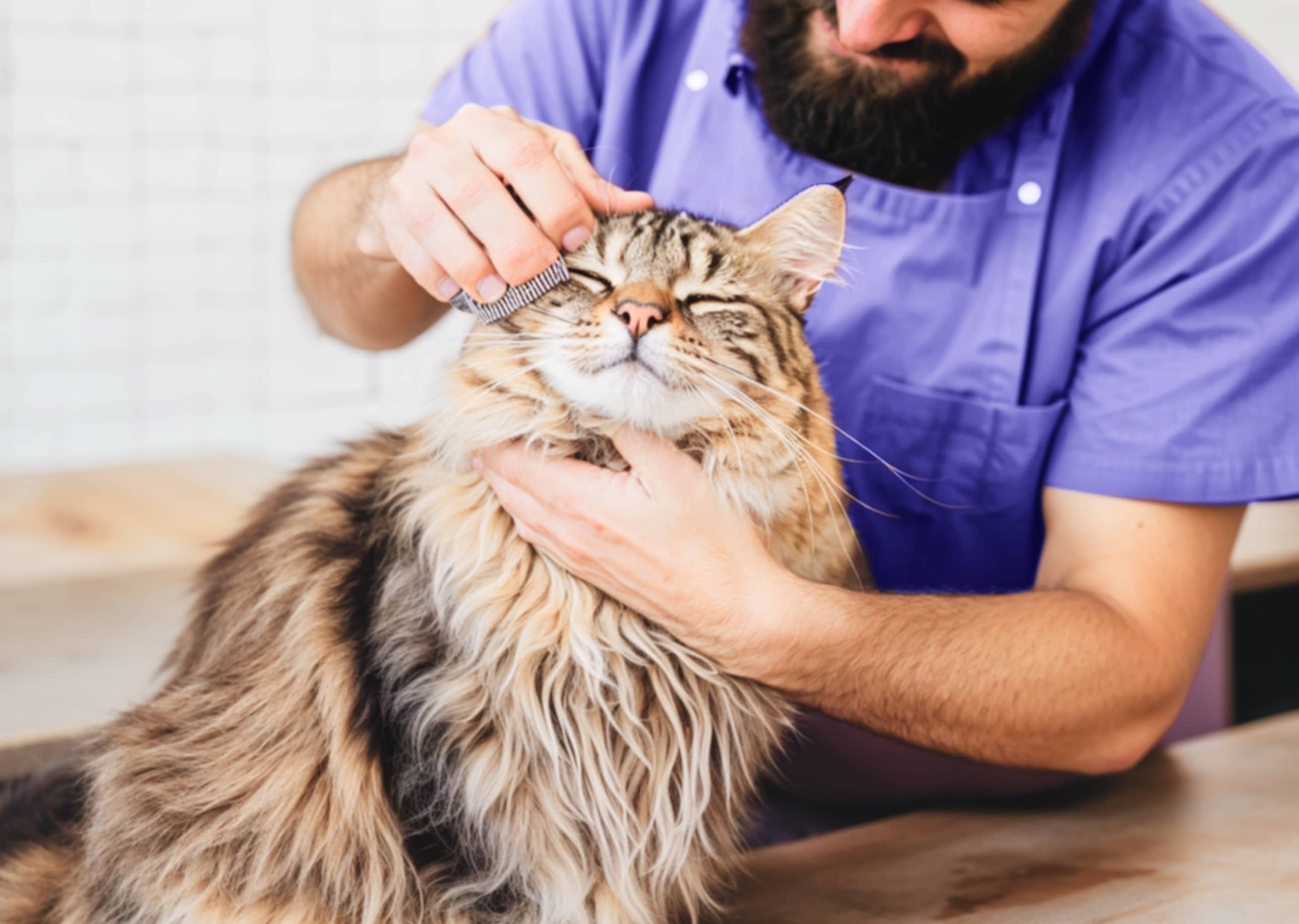 Spotting skin issues during grooming: What to look for