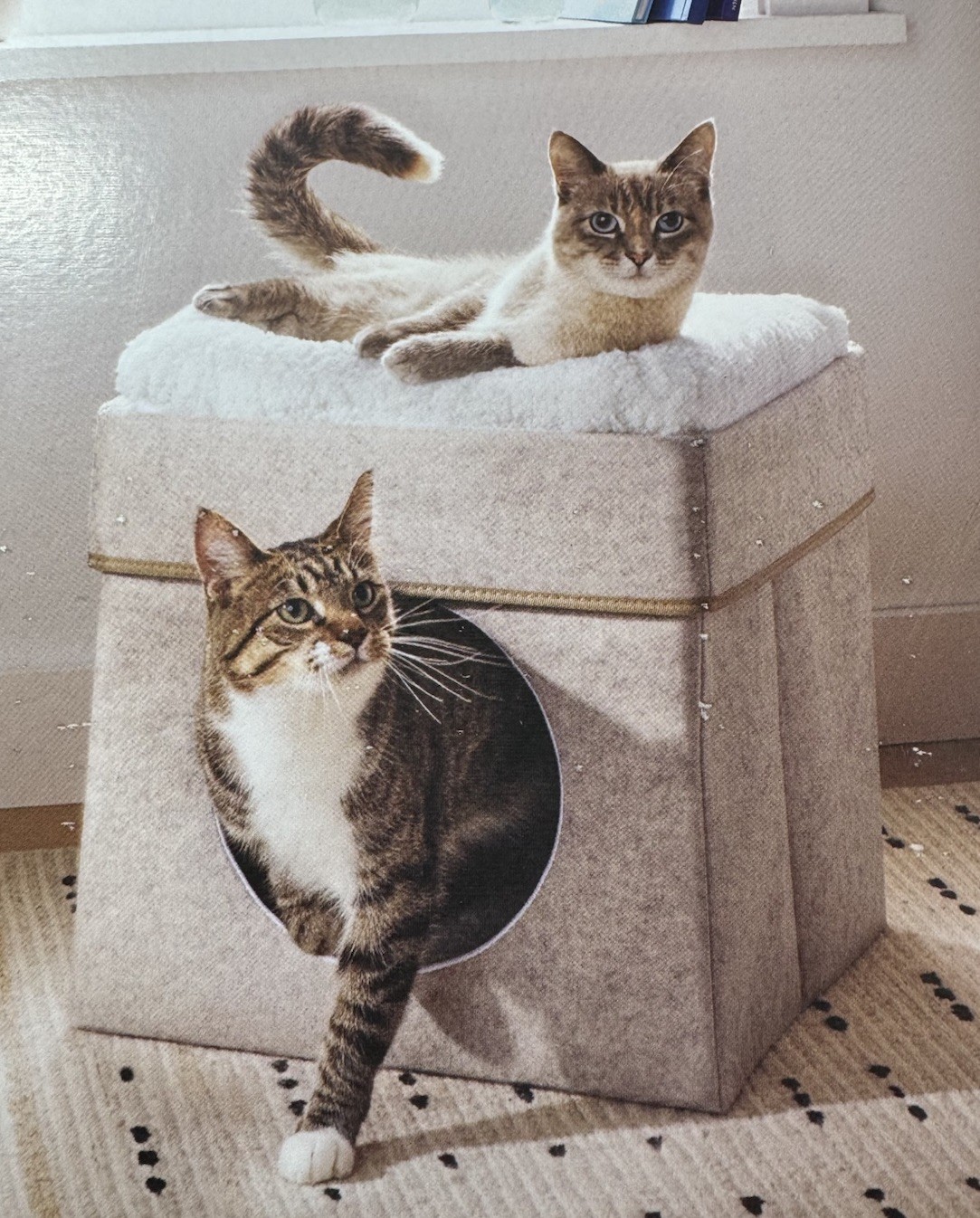 Cat Bed  Animal Boots & Barkley