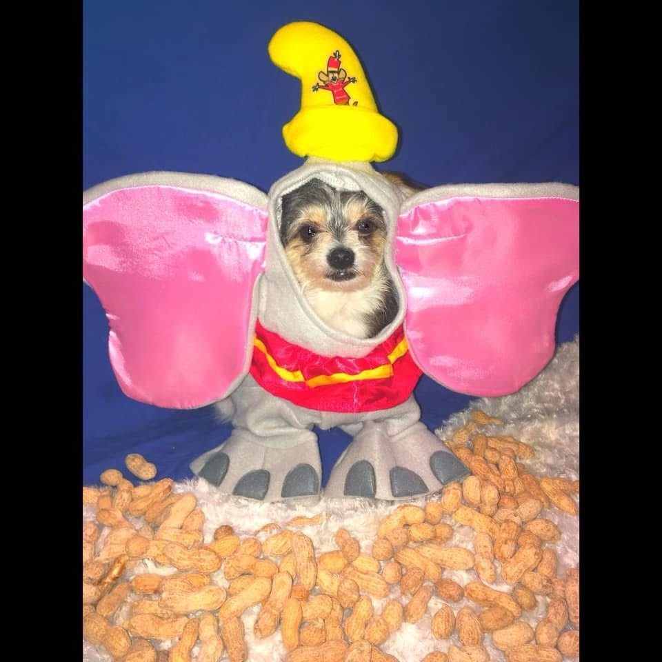 Disney Dumbo Pet Costume Small Officially Licensed by Rubie's