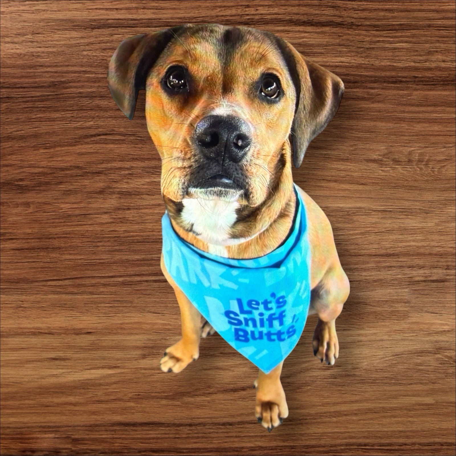 Bark “Let’s Sniff Butts” Dog Bandana M/L Funny Blue Pet Accessory NWT