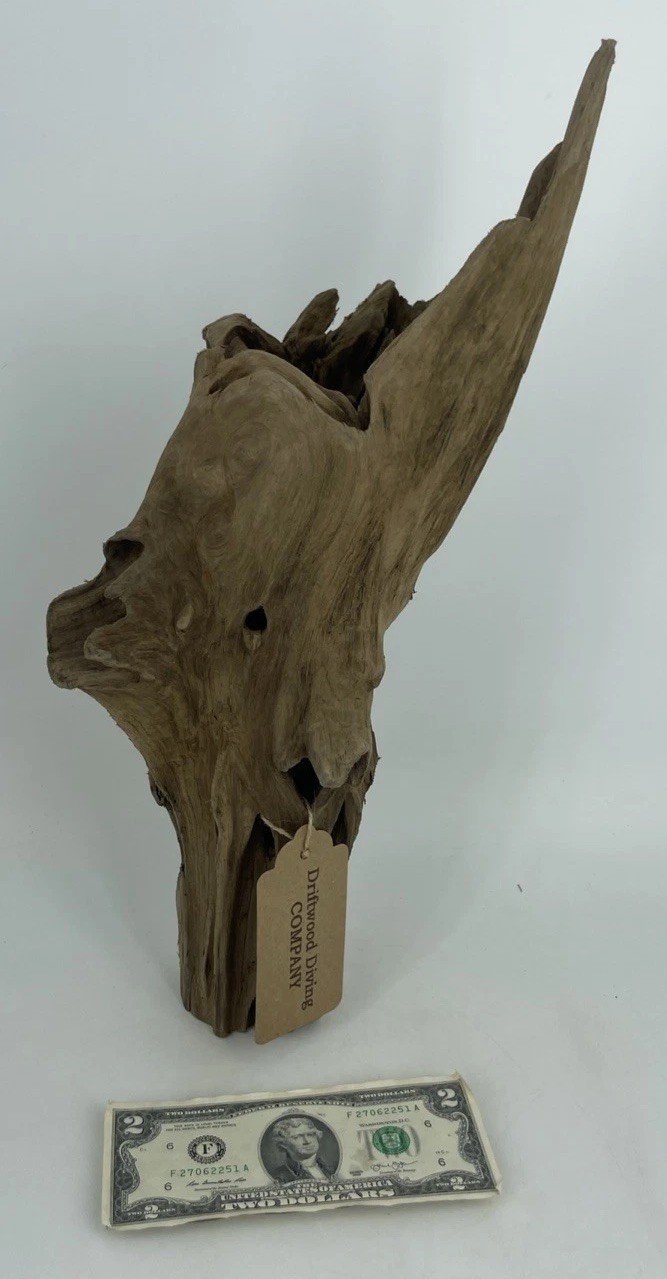 18” Cypress Driftwood Natural Aquarium Plant Art Unique Gift Idea