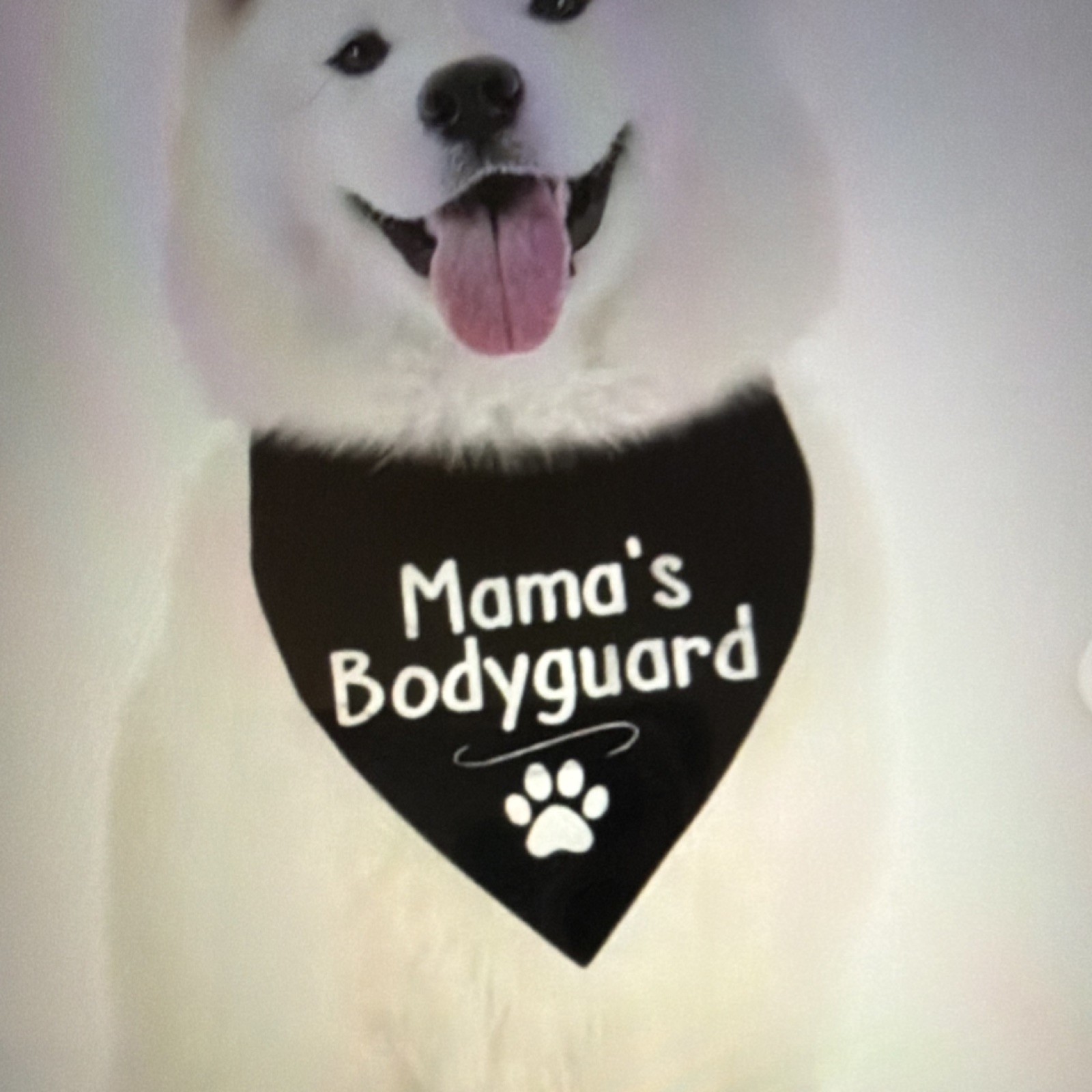 Dog Clothing - Dog Bandana Scarf Black White Paw Print Pet Accessory