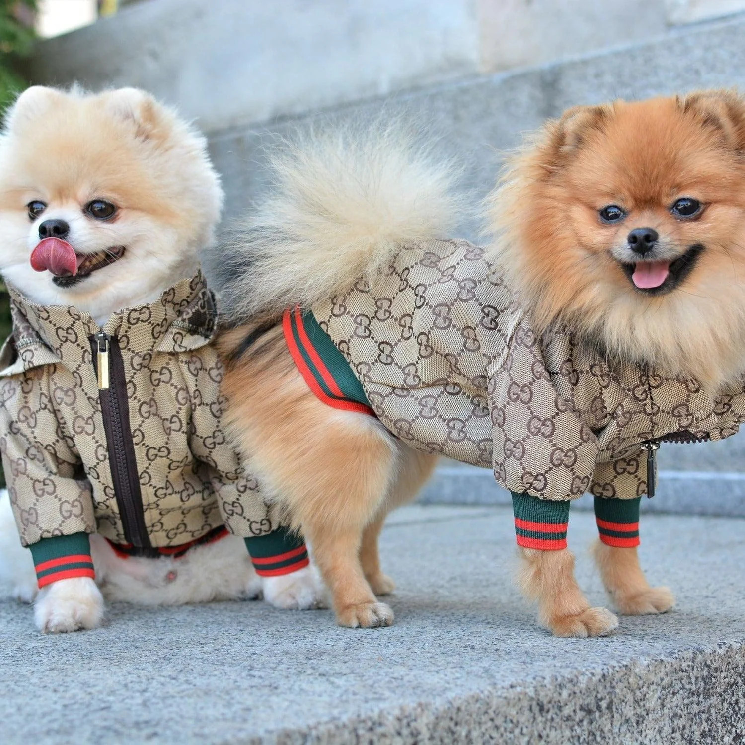Cute Stylish Pet Hoodie Zipper Luxury Dog Jacket Bulldog Frenchies Pomeranians