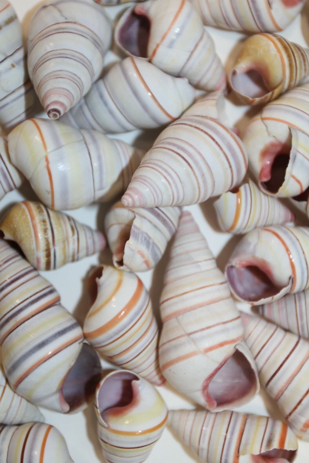 Unique Seashells For Crafting Mothers Day Gift / Rainbow Colors - SS-148