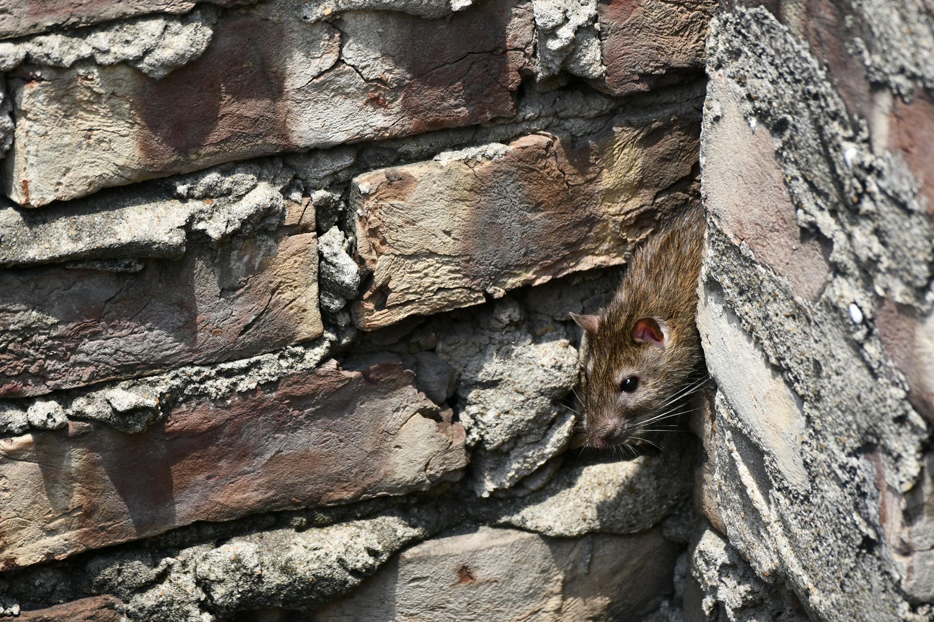 A small mouse is peaking out from a corner of two brick walls