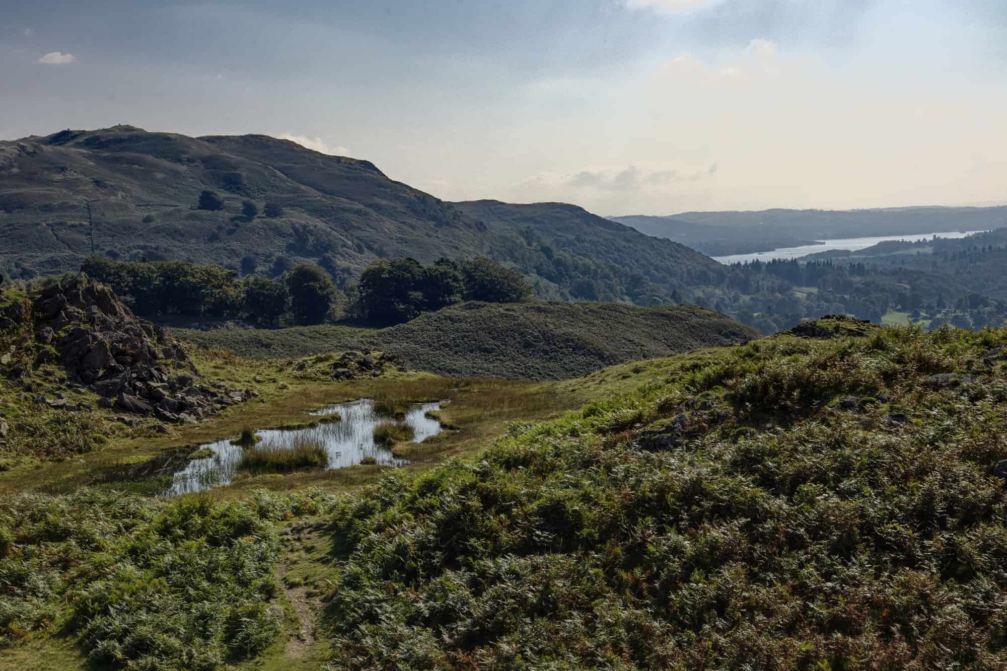 Dragonfly pond on Loughrigg Terrace with distant views towards Windermere